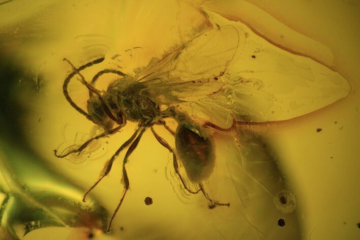 Detailed Fossil Wasp (Hymenoptera) In Baltic Amber #84644